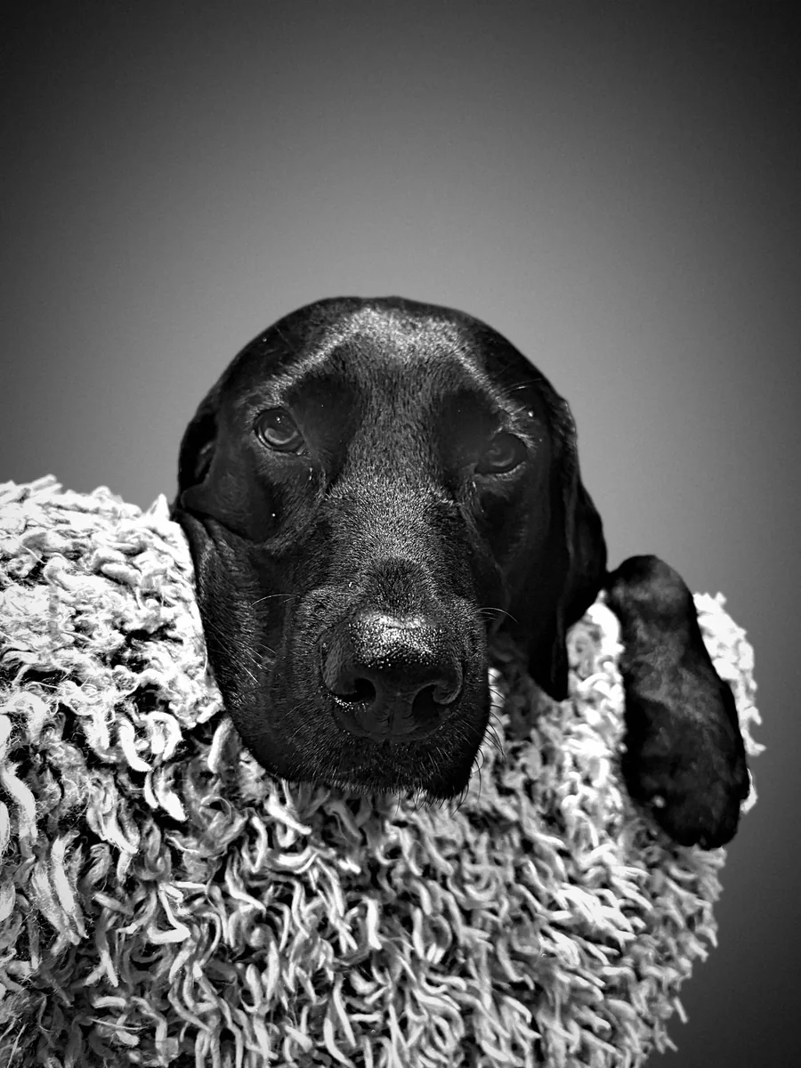 Hedda, der schwarze Labrador und Wohlfühlhund von 47GradNord